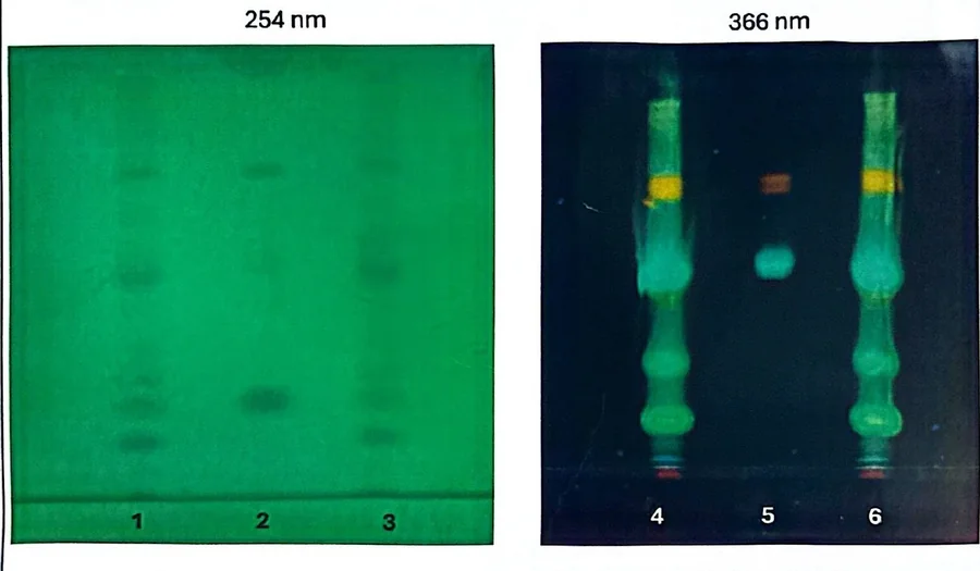 Chromatogram TLC ve světle 254 a 366 nm