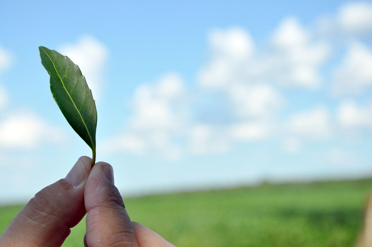 How to drink yerba mate? With additions – cold or hot.