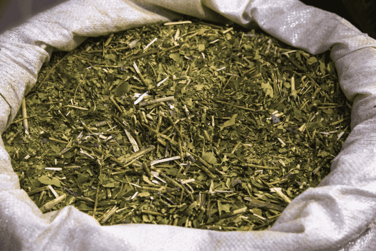 yerba mate holly