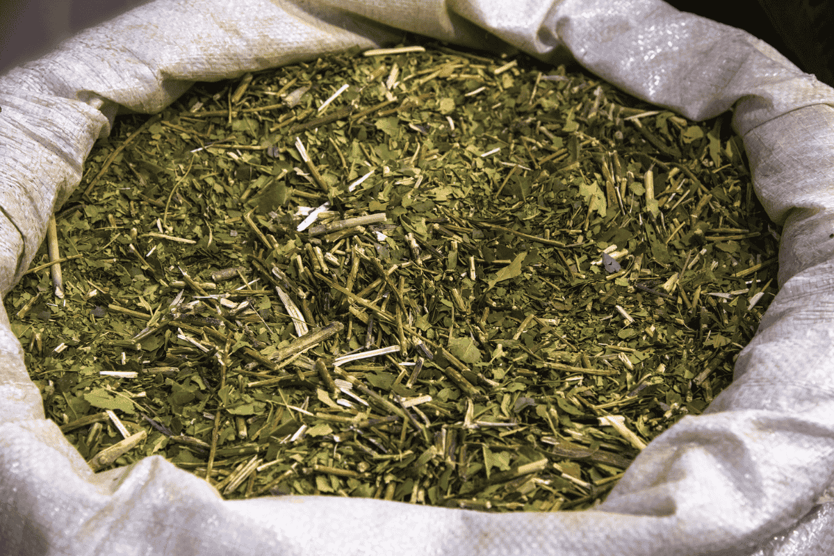 yerba mate holly
