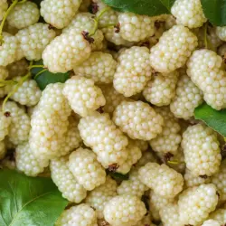 Fresh white mulberries on a branch with leaves